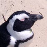 penguin asleep